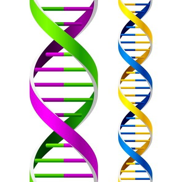 Genealogy DNA Testing